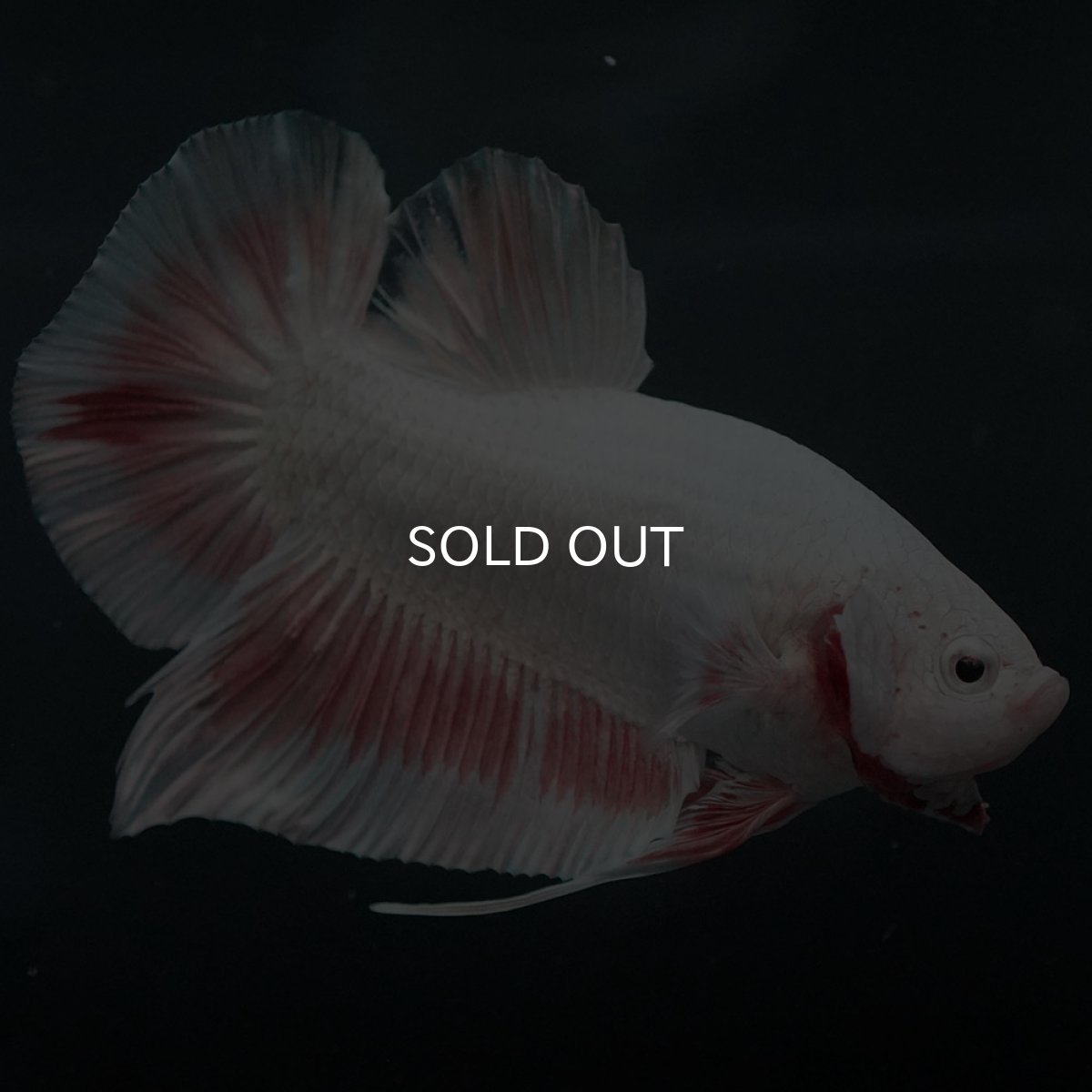 画像6: GHMPK プラチナオレンジドラゴン (6)