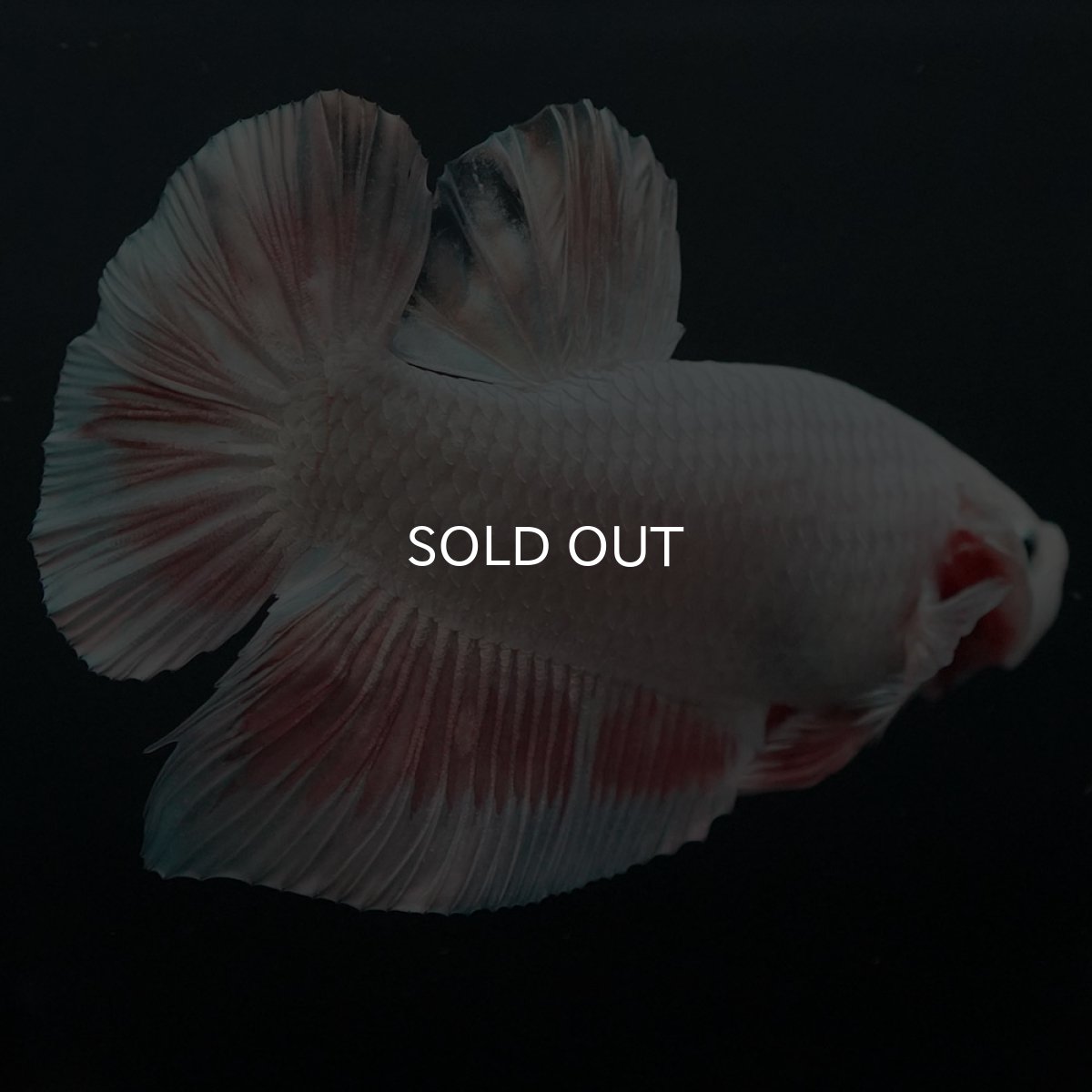 画像4: GHMPK プラチナオレンジドラゴン (4)