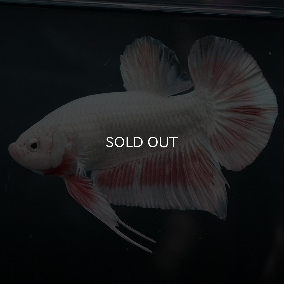 画像2: GHMPK プラチナオレンジドラゴン (2)