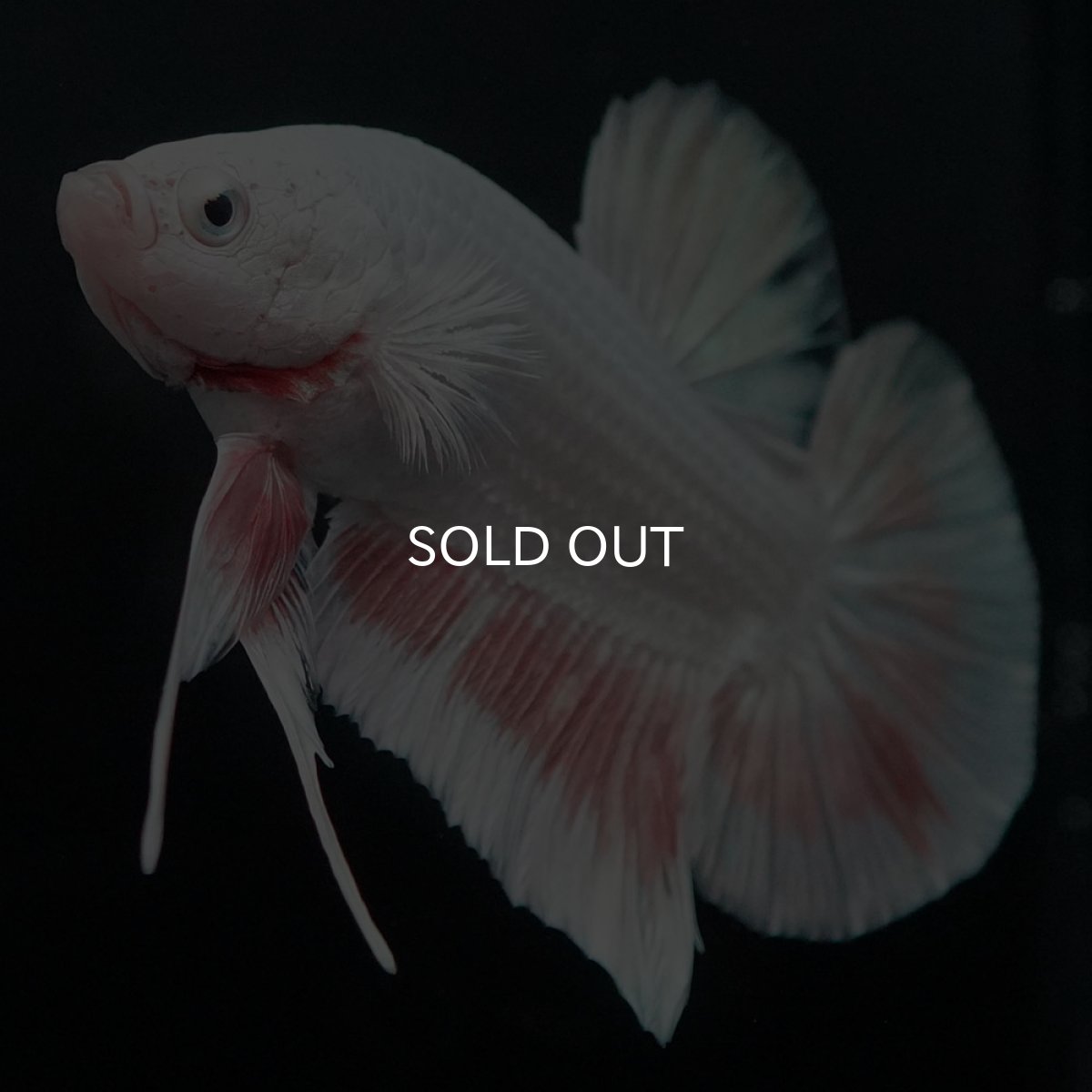 画像3: GHMPK プラチナオレンジドラゴン (3)