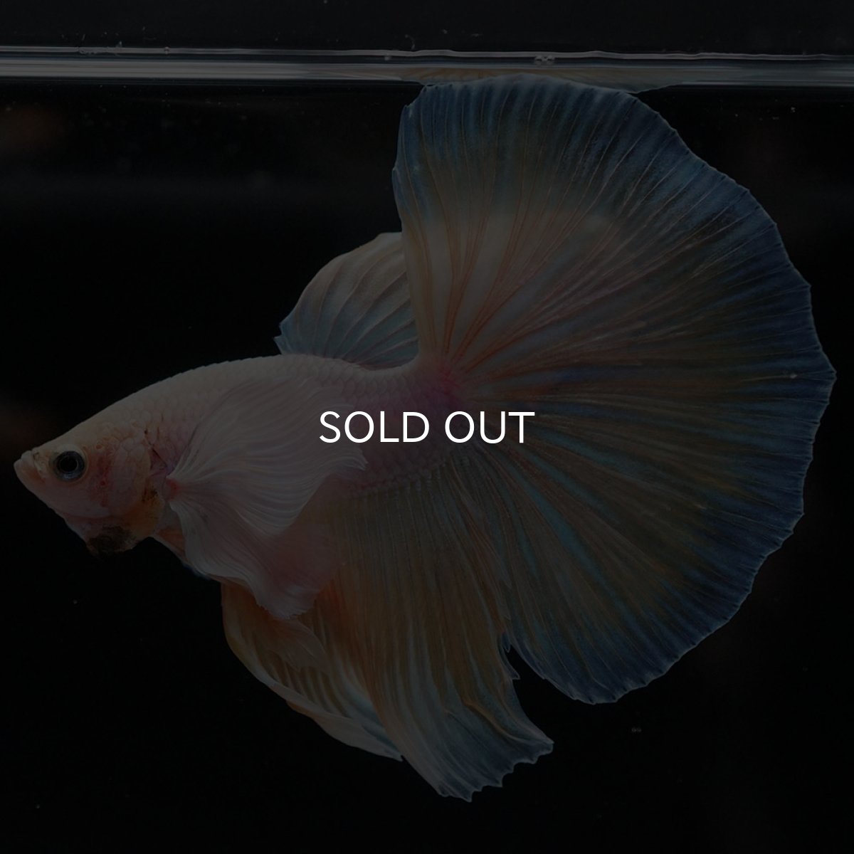 画像7: HMダンボ イエローファンシー (7)