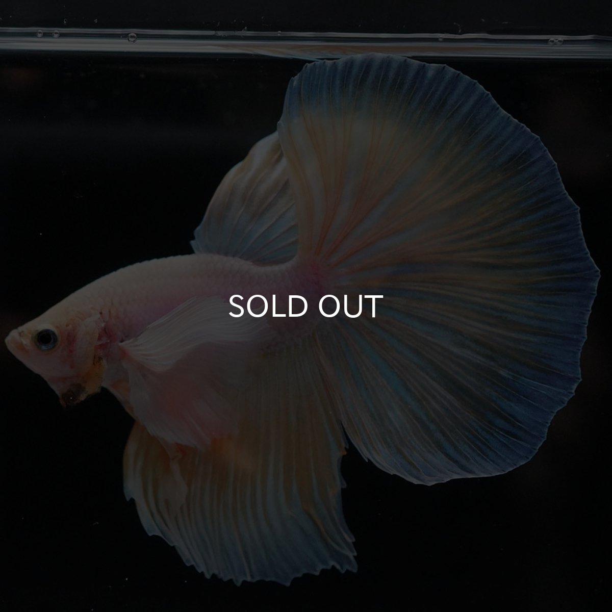 画像5: HMダンボ イエローファンシー (5)