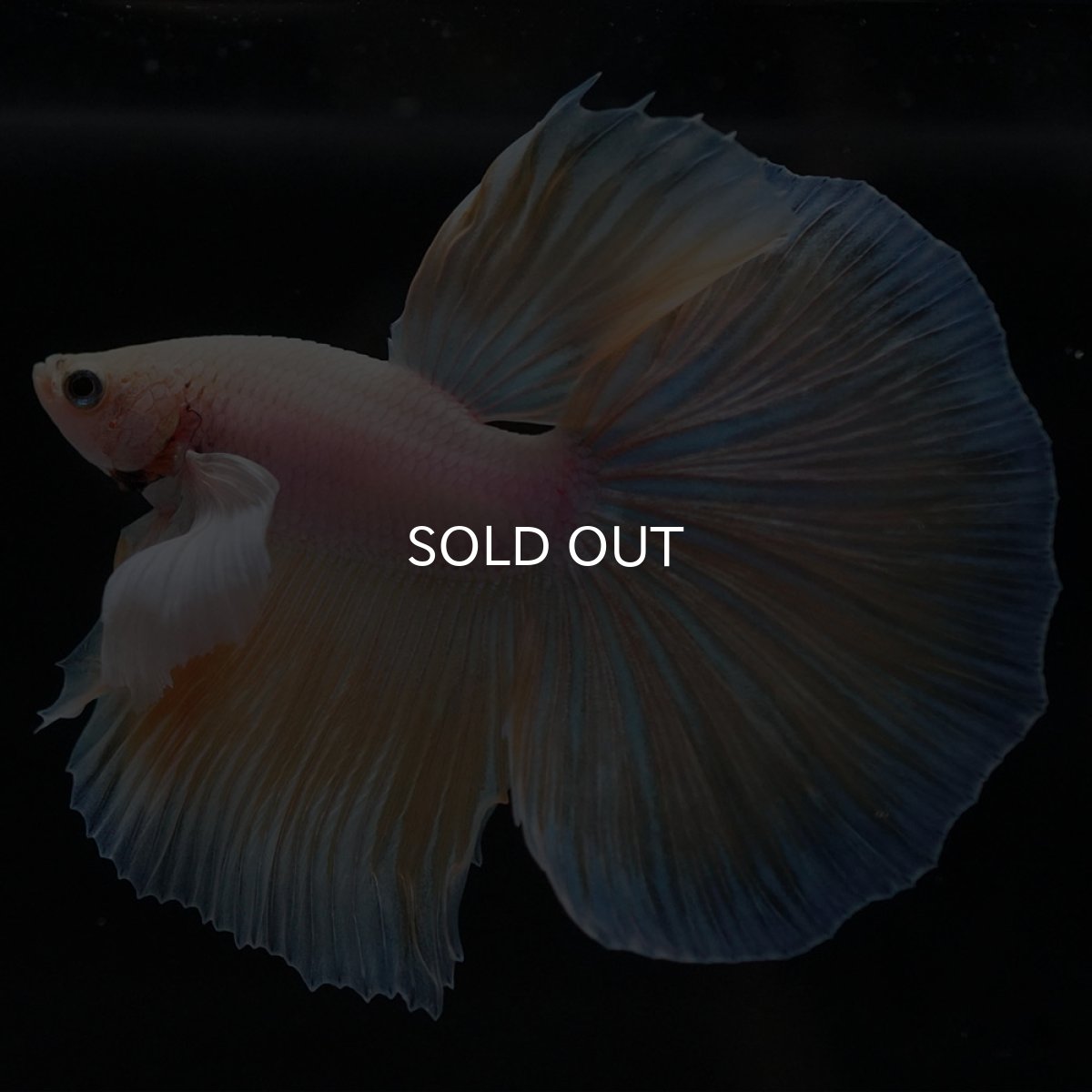 画像9: HMダンボ イエローファンシー (9)