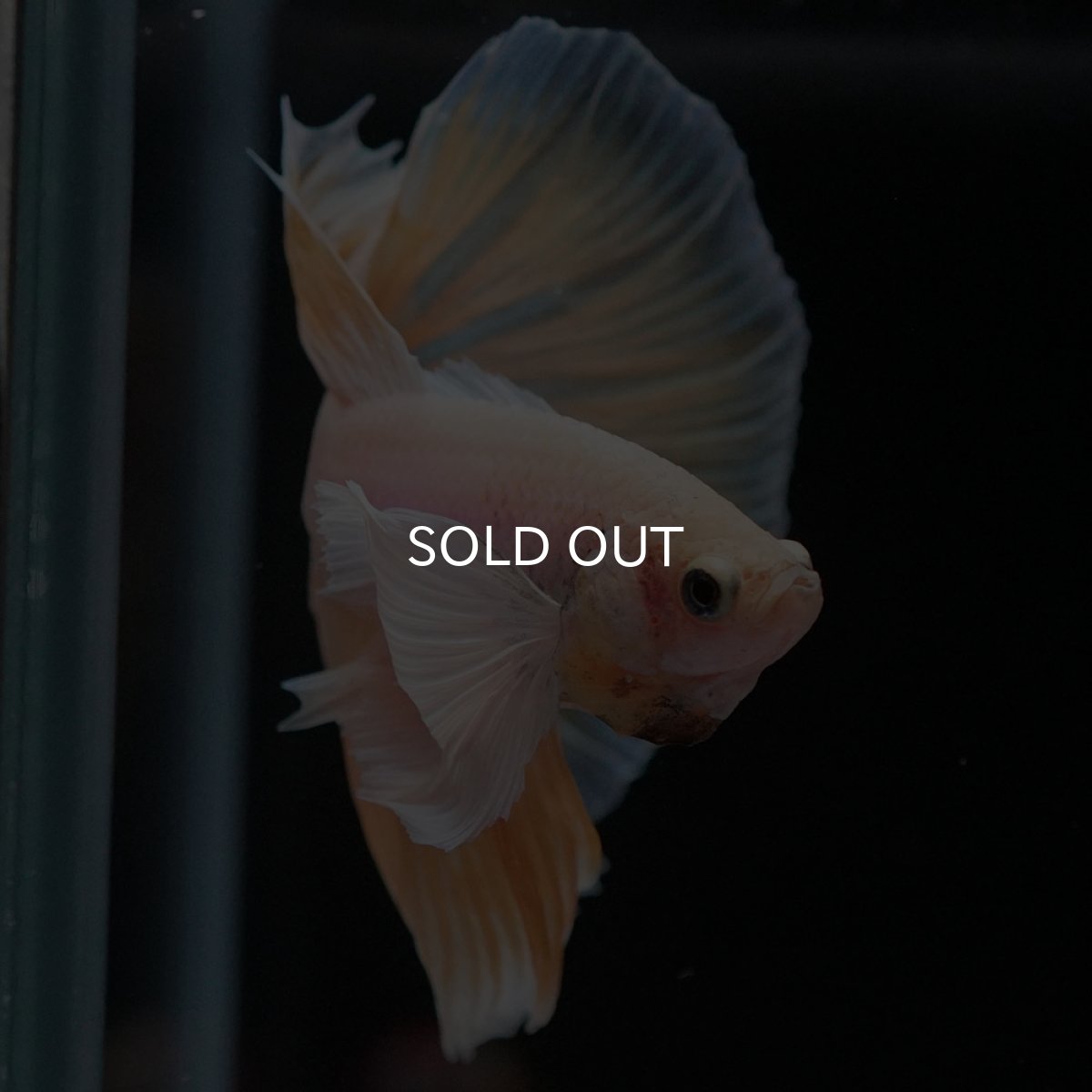 画像11: HMダンボ イエローファンシー (11)