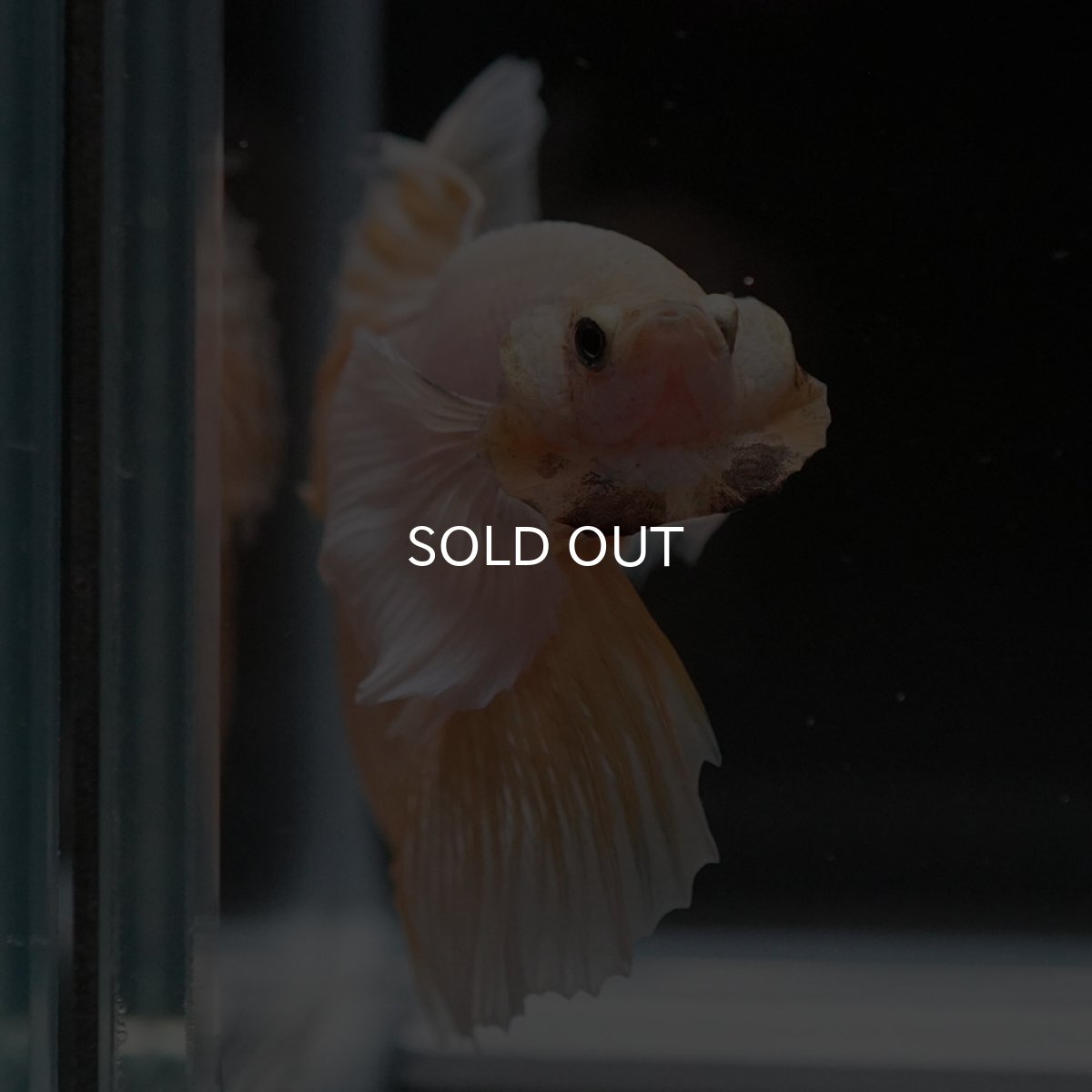 画像3: HMダンボ イエローファンシー (3)