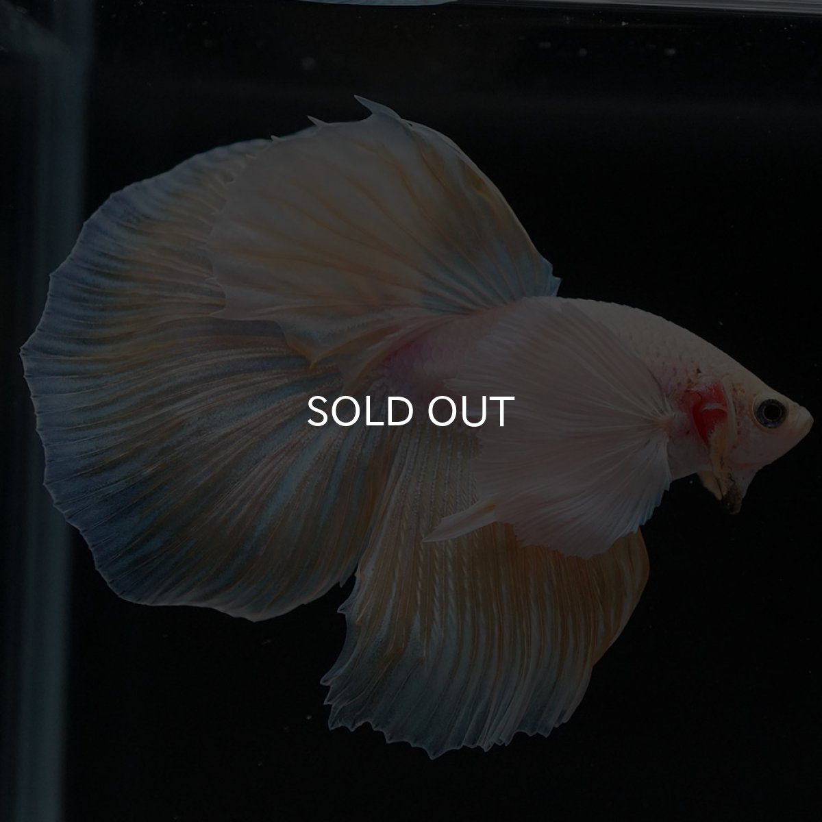 画像12: HMダンボ イエローファンシー (12)