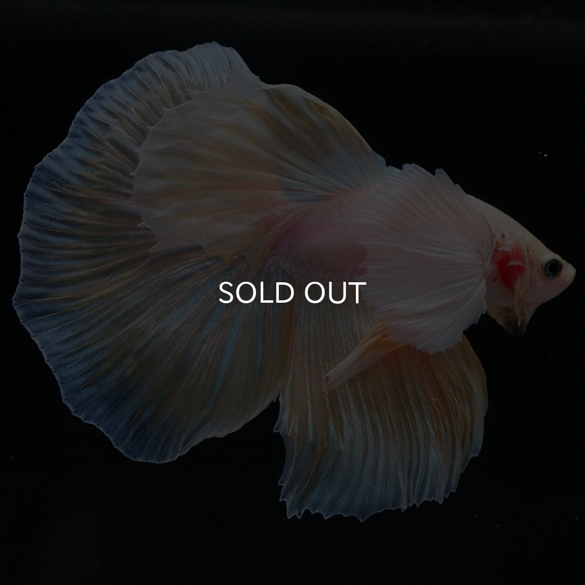 画像6: HMダンボ イエローファンシー (6)