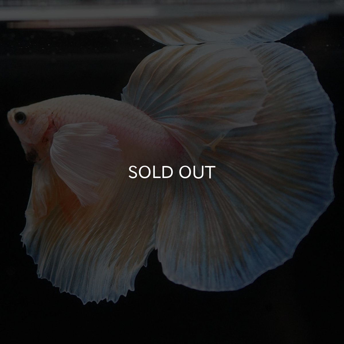 画像2: HMダンボ イエローファンシー (2)