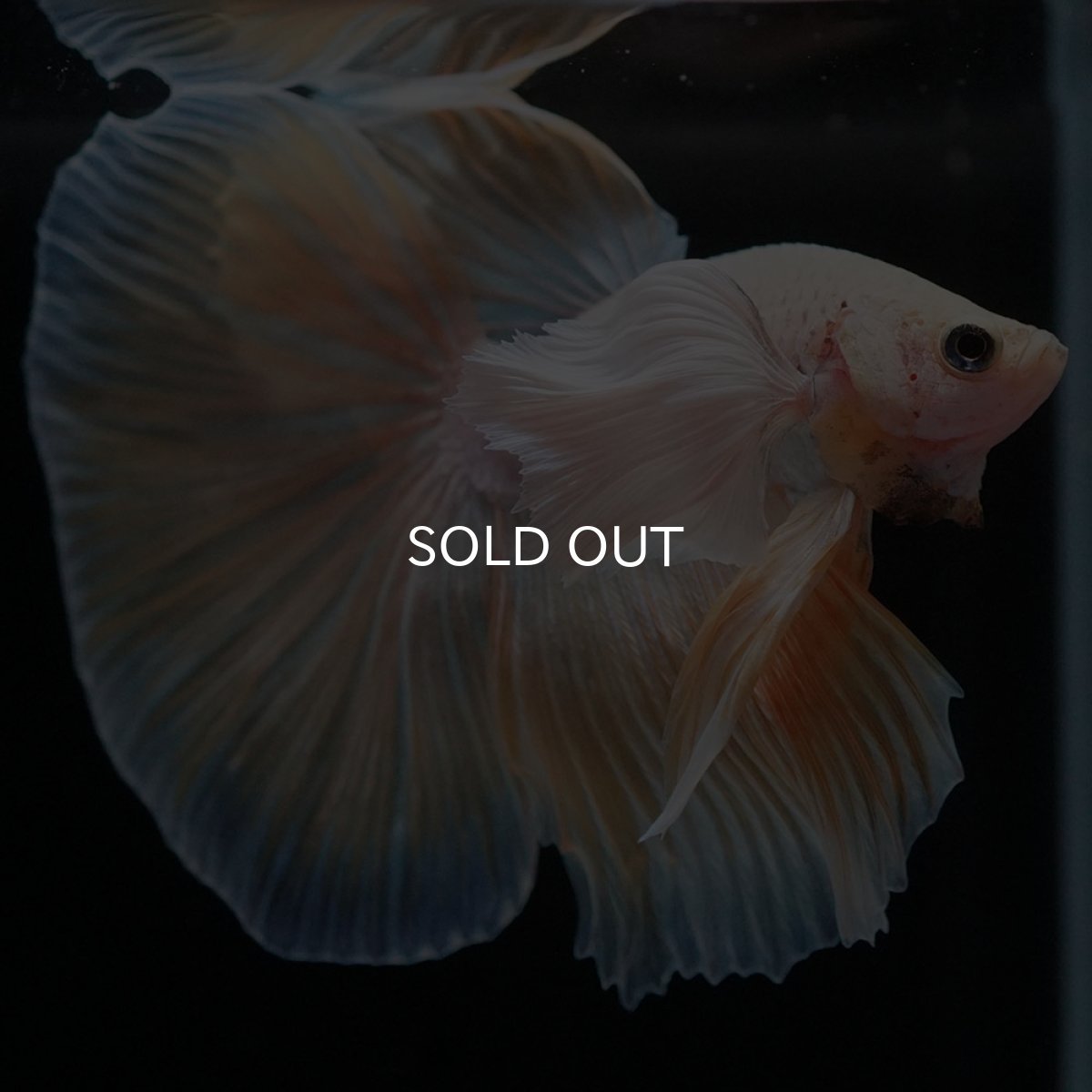 画像8: HMダンボ イエローファンシー (8)