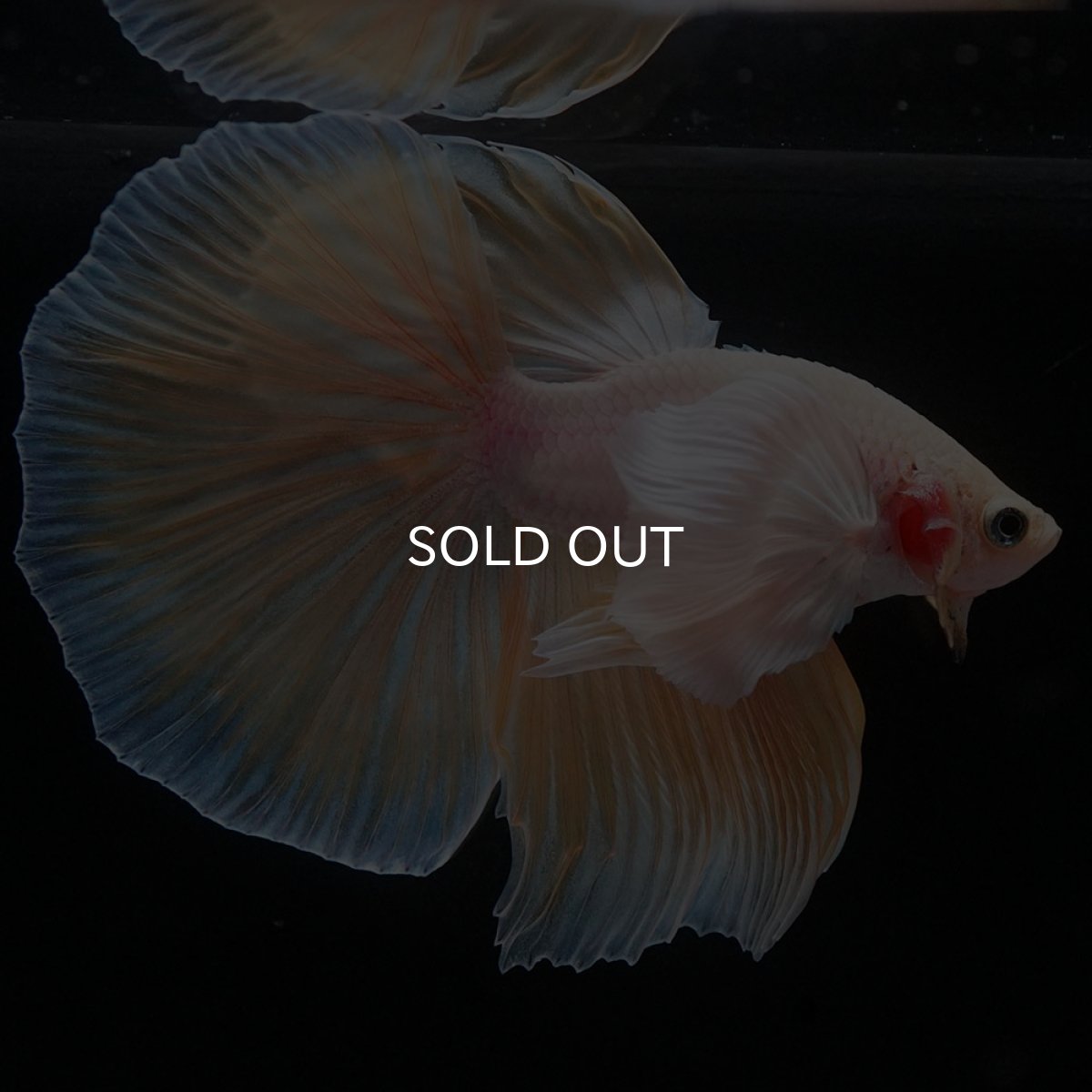 画像4: HMダンボ イエローファンシー (4)