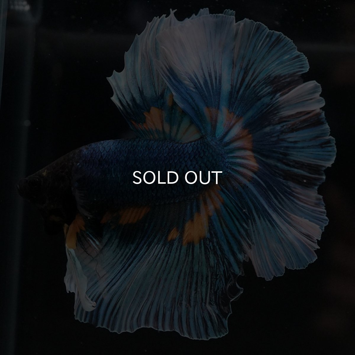 画像6: HM マスタードガス (6)