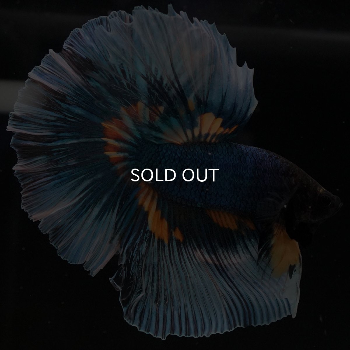 画像9: HM マスタードガス (9)