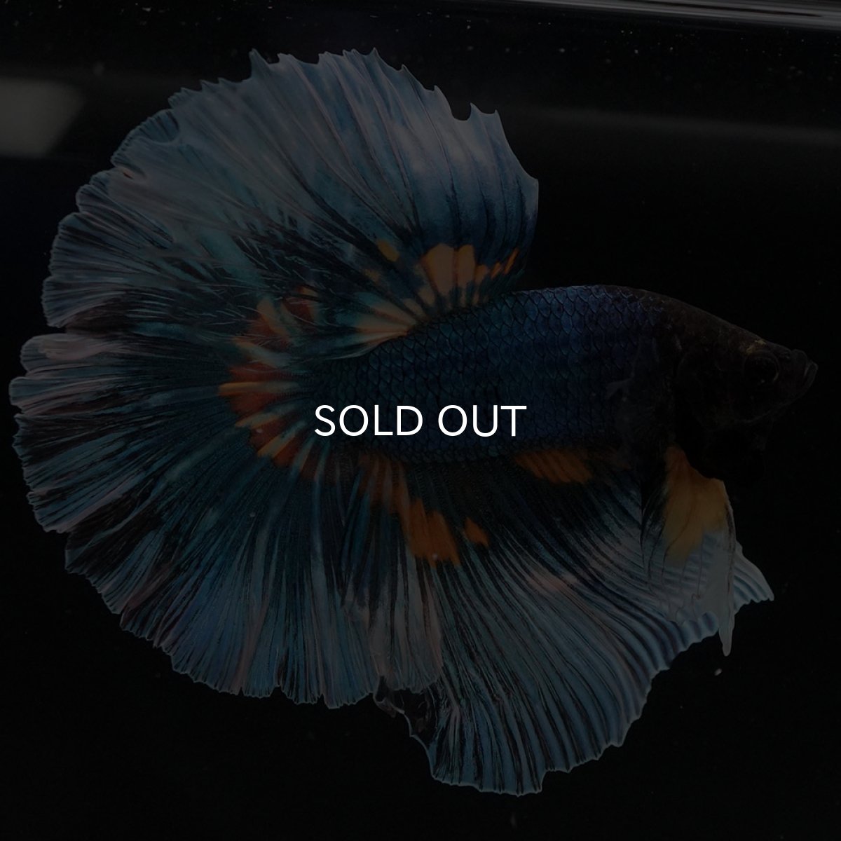 画像8: HM マスタードガス (8)