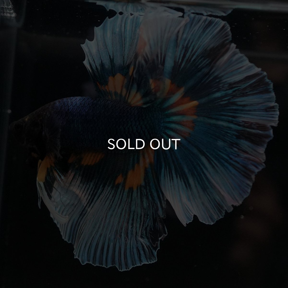 画像4: HM マスタードガス (4)