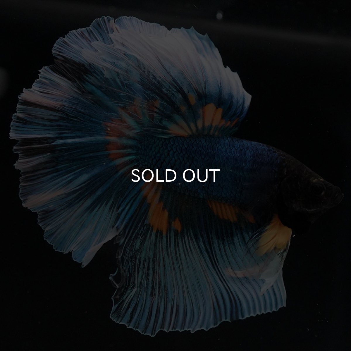 画像7: HM マスタードガス (7)