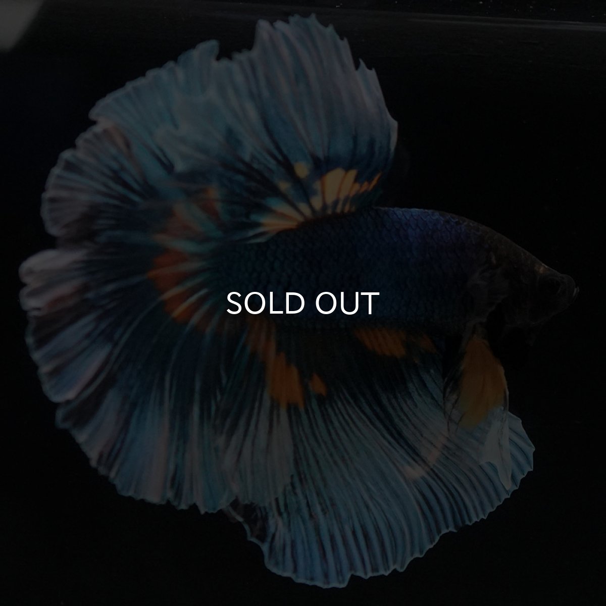 画像5: HM マスタードガス (5)