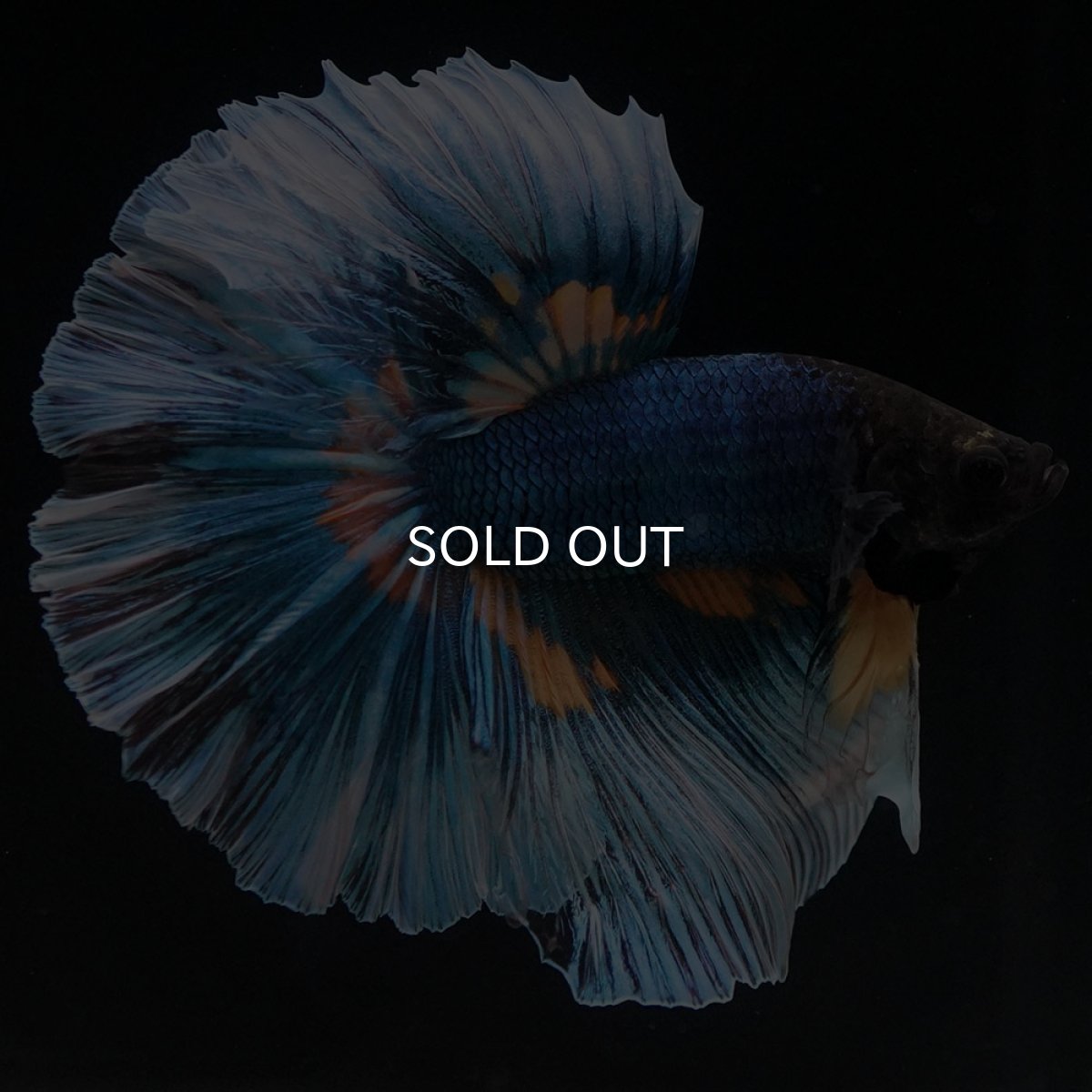 画像3: HM マスタードガス (3)