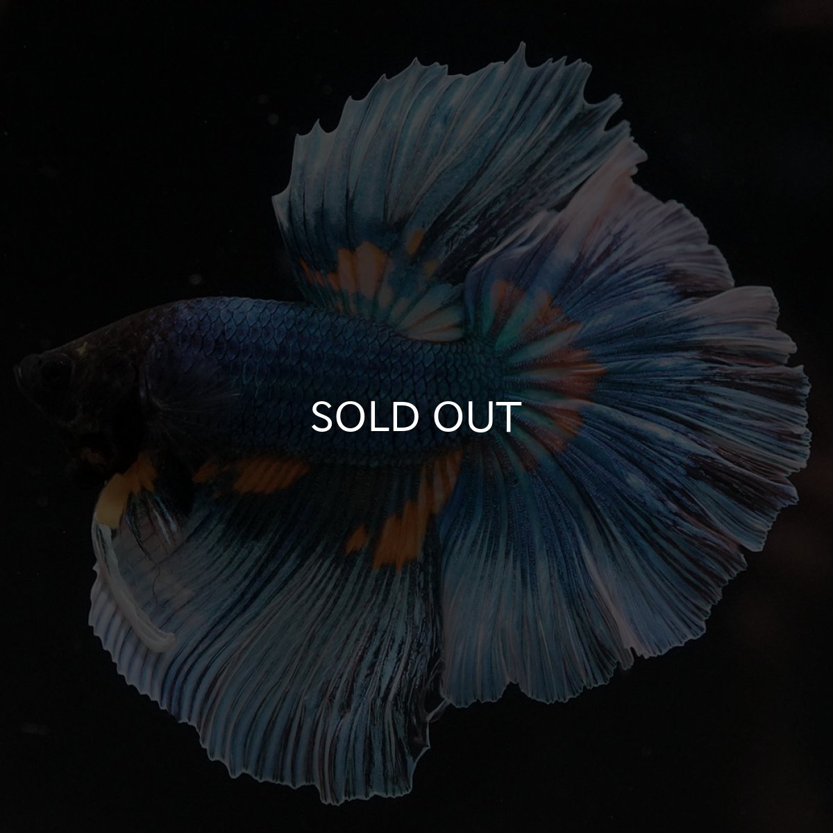 画像2: HM マスタードガス (2)