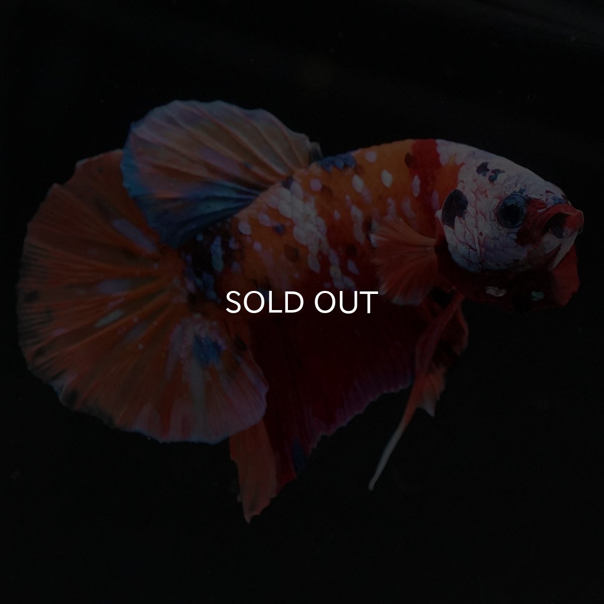 画像6: HMPK キャンディ ホワイトフェイス (6)