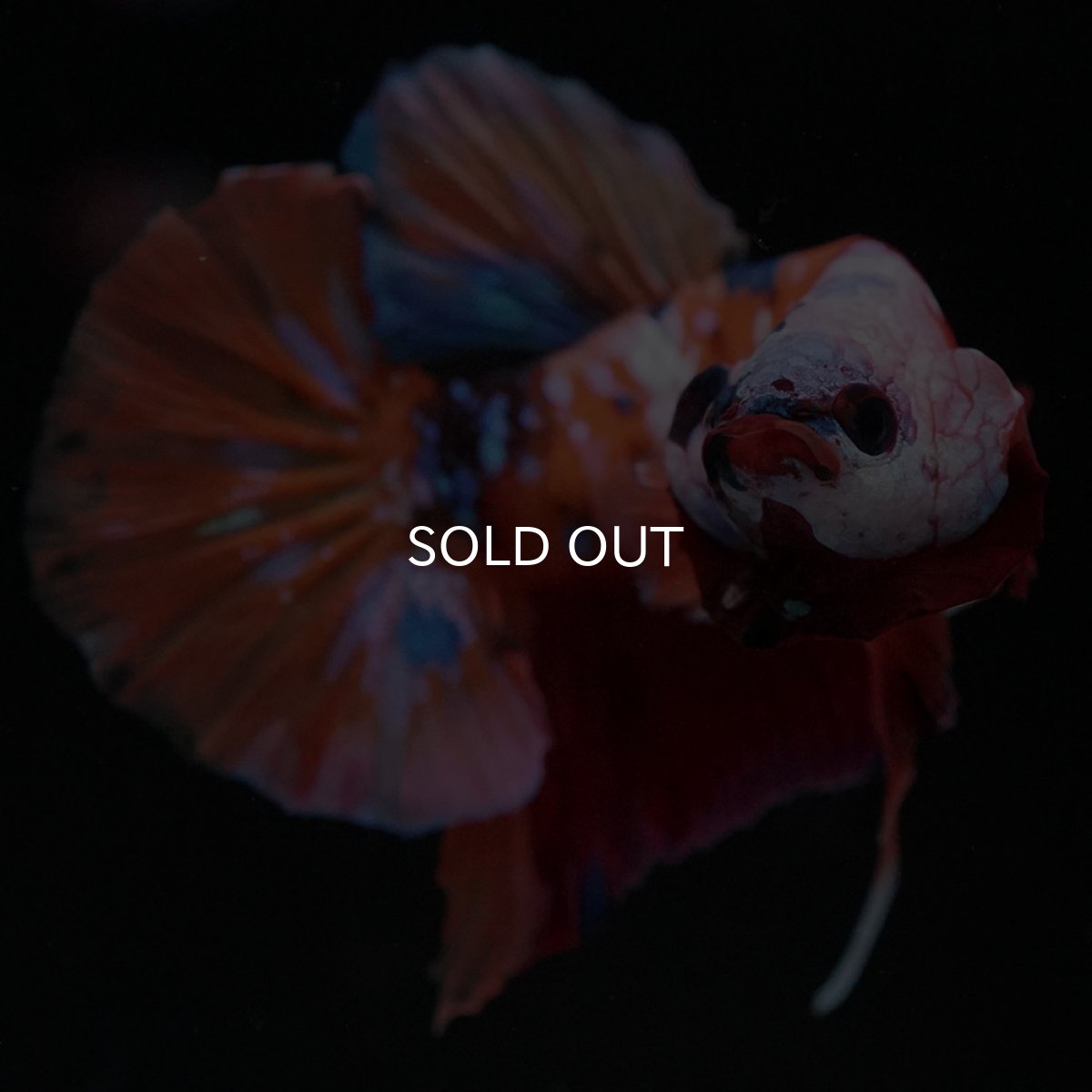 画像3: HMPK キャンディ ホワイトフェイス (3)