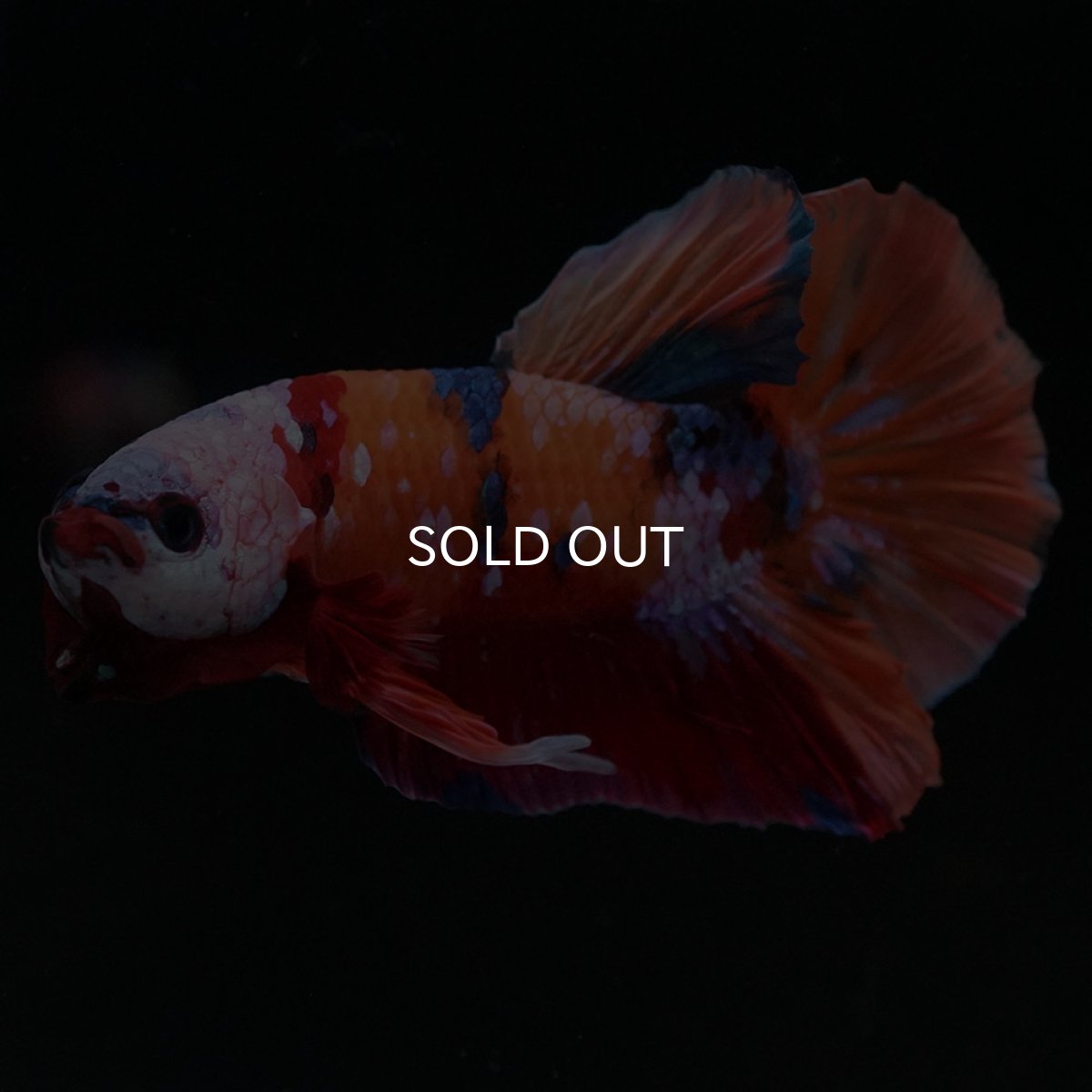 画像12: HMPK キャンディ ホワイトフェイス (12)