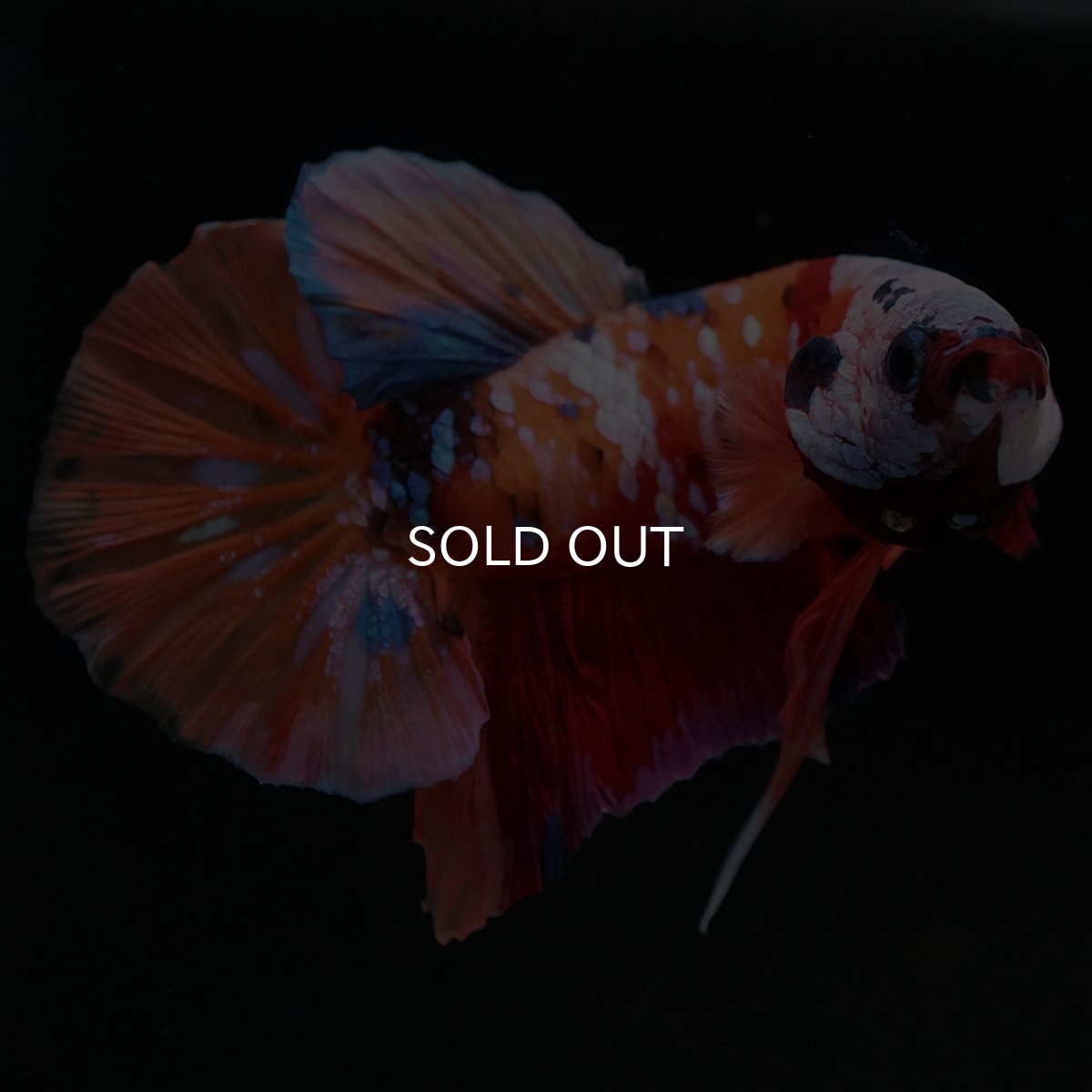 画像11: HMPK キャンディ ホワイトフェイス (11)