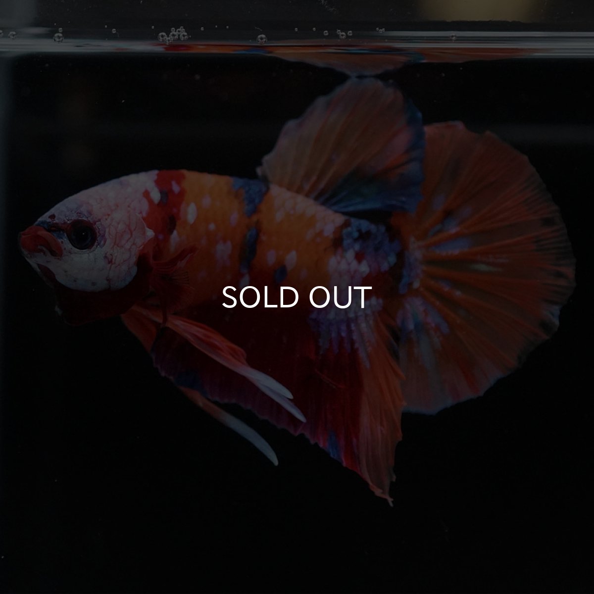 画像9: HMPK キャンディ ホワイトフェイス (9)