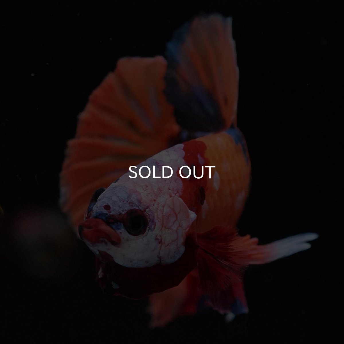 画像10: HMPK キャンディ ホワイトフェイス (10)