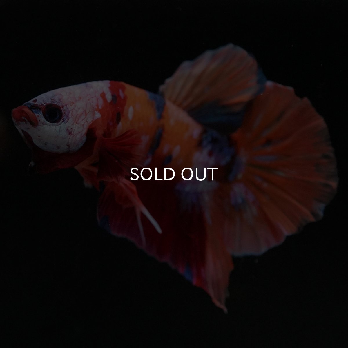 画像2: HMPK キャンディ ホワイトフェイス (2)