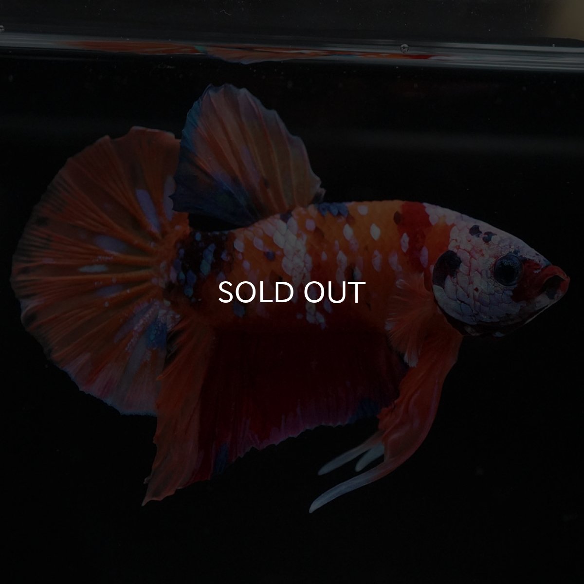 画像8: HMPK キャンディ ホワイトフェイス (8)