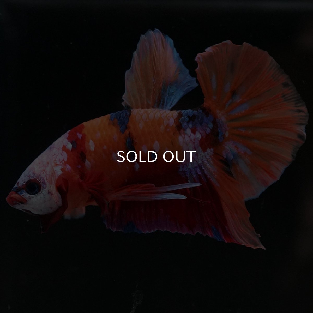 画像7: HMPK キャンディ ホワイトフェイス (7)