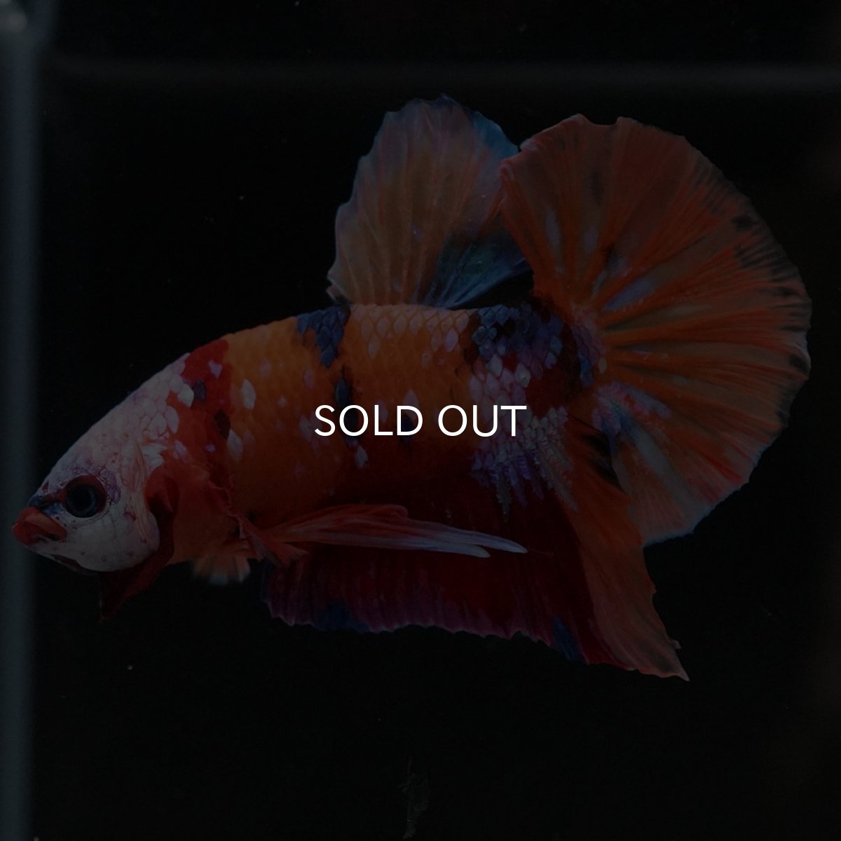 画像5: HMPK キャンディ ホワイトフェイス (5)