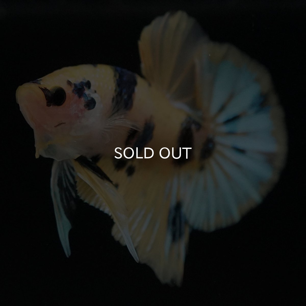 画像3: HMPK イエロータイガー (3)