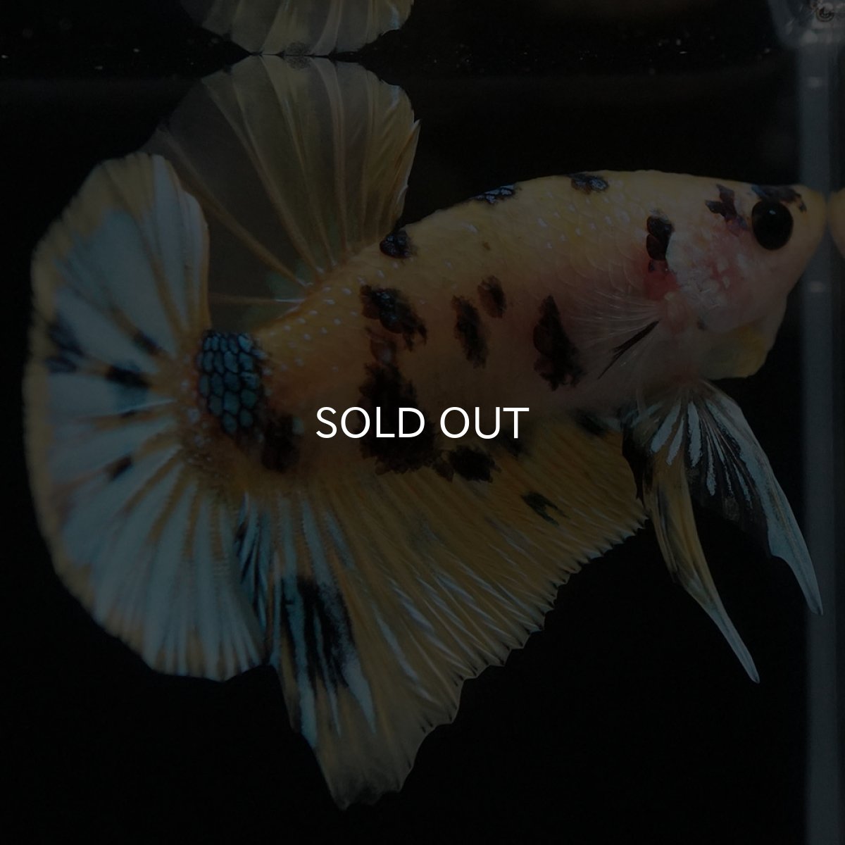 画像7: HMPK イエロータイガー (7)