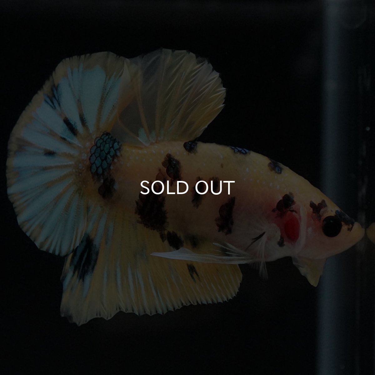 画像5: HMPK イエロータイガー (5)