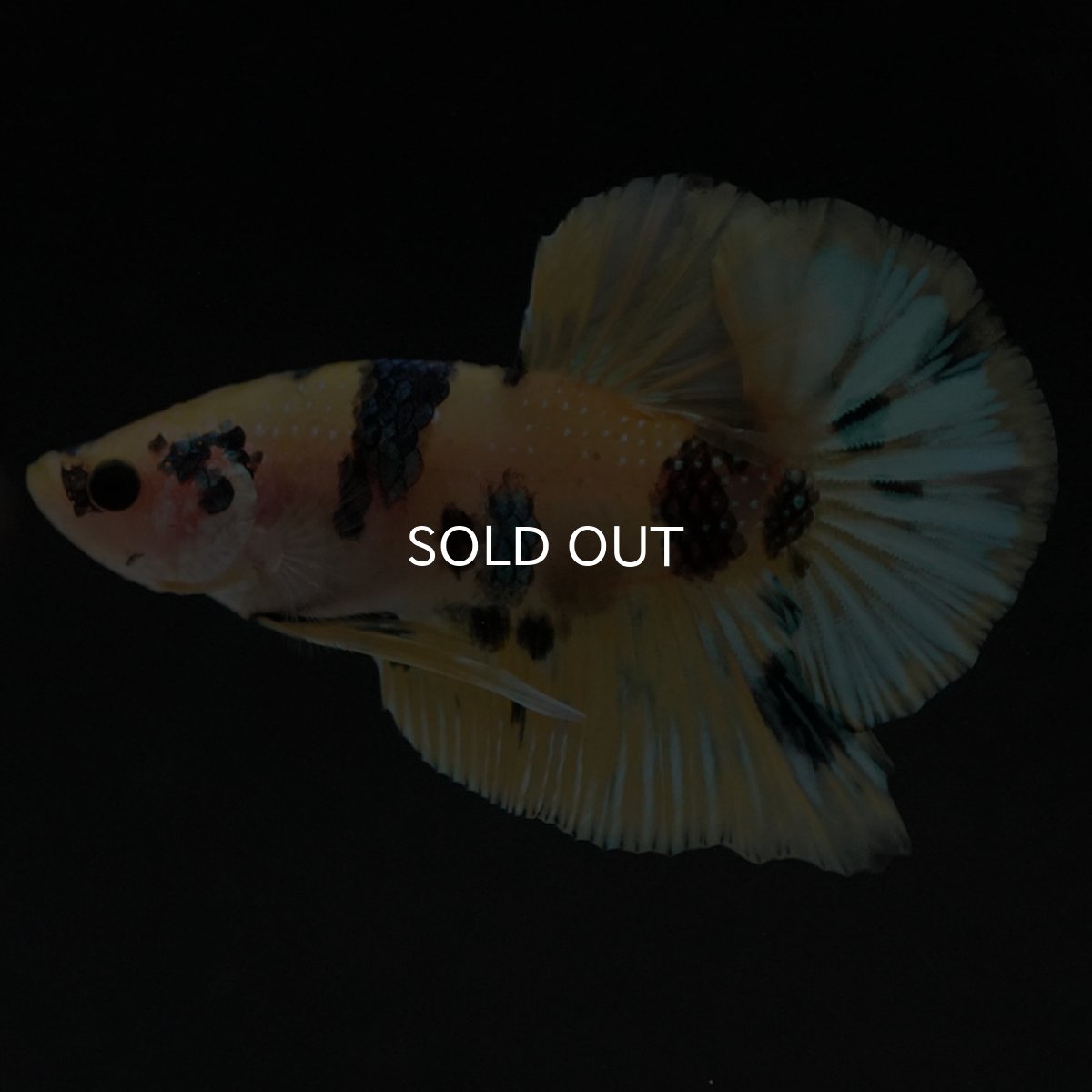 画像6: HMPK イエロータイガー (6)