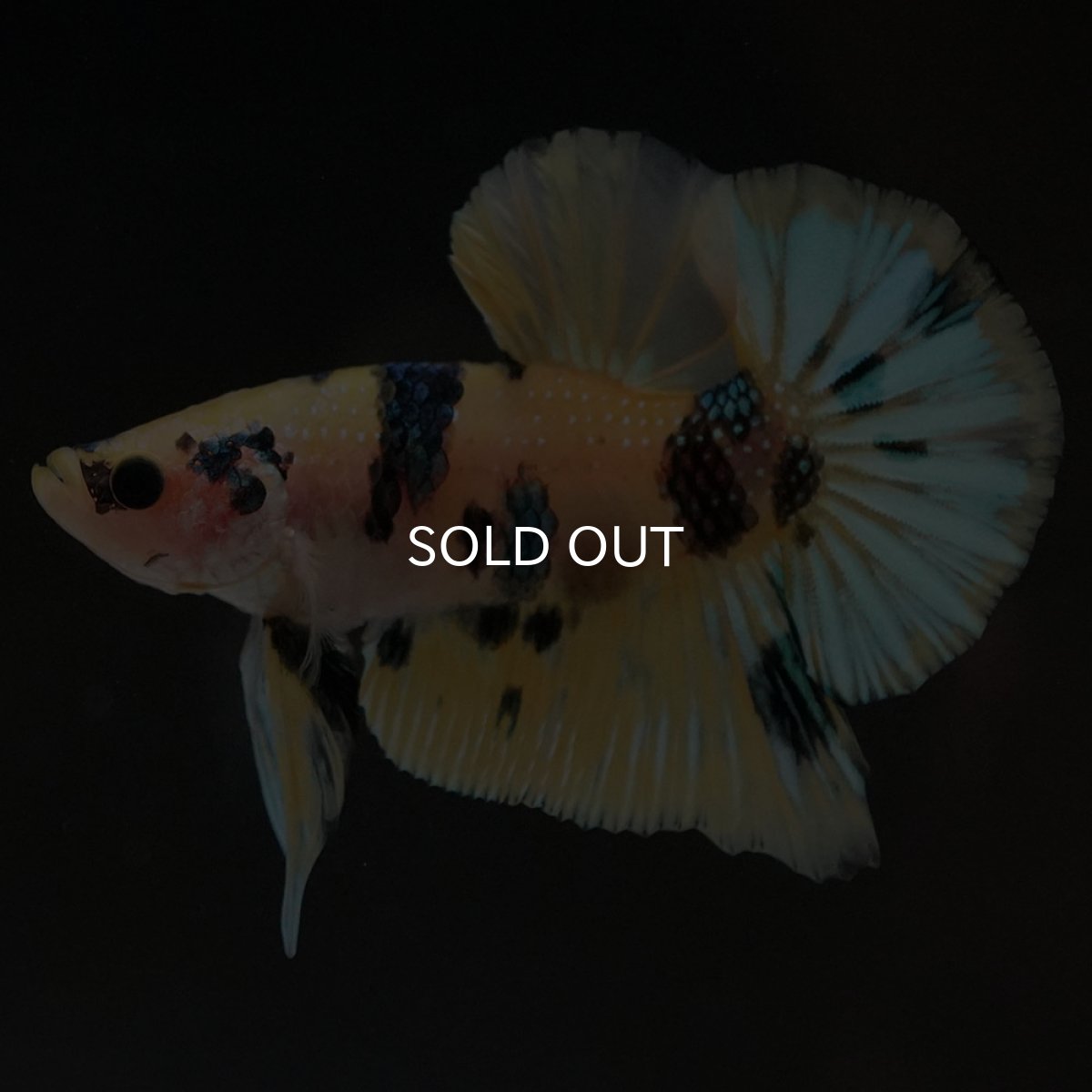 画像4: HMPK イエロータイガー (4)