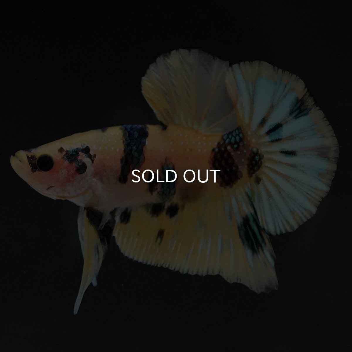 画像2: HMPK イエロータイガー (2)