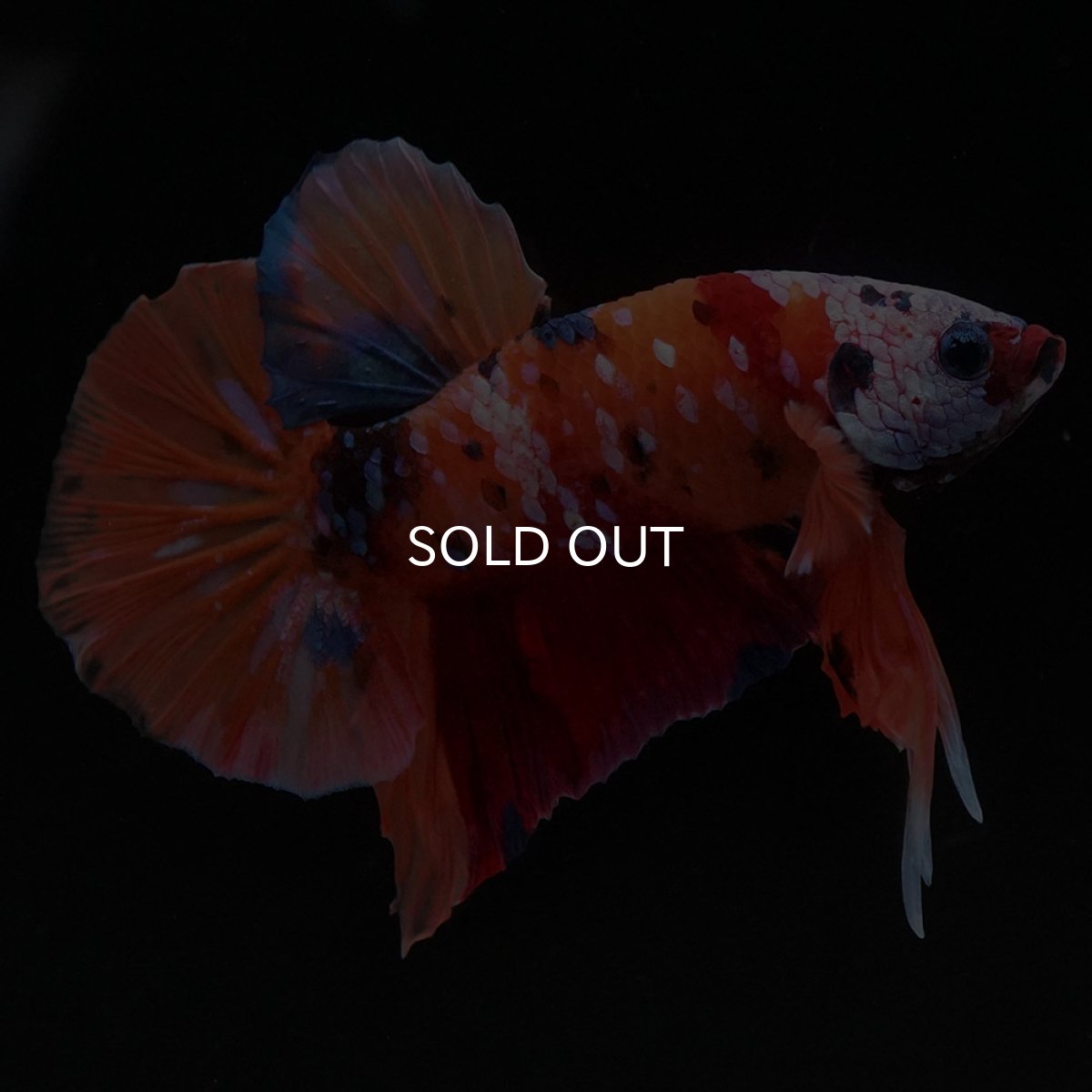 画像4: HMPK キャンディ ホワイトフェイス (4)