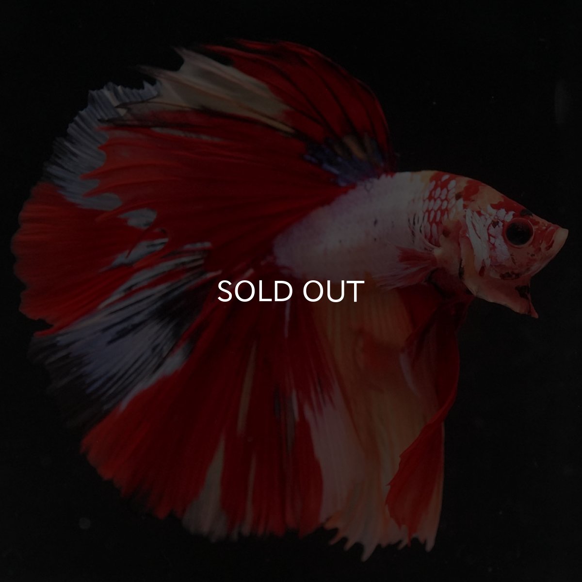 画像2: HM キャンディレインボー (2)