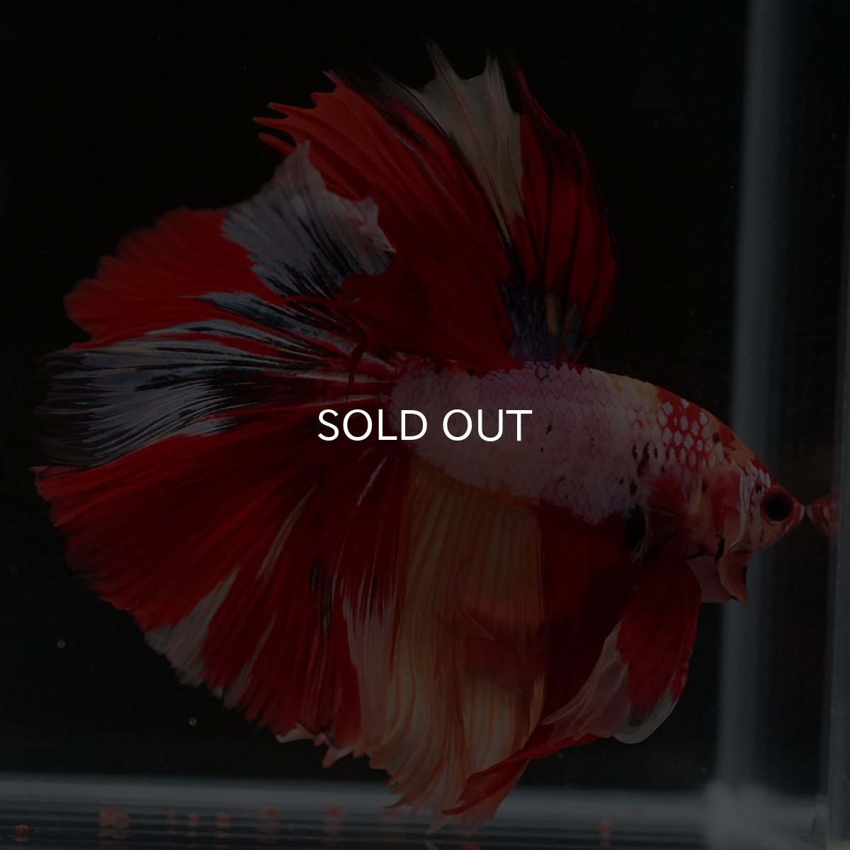 画像4: HM キャンディレインボー (4)