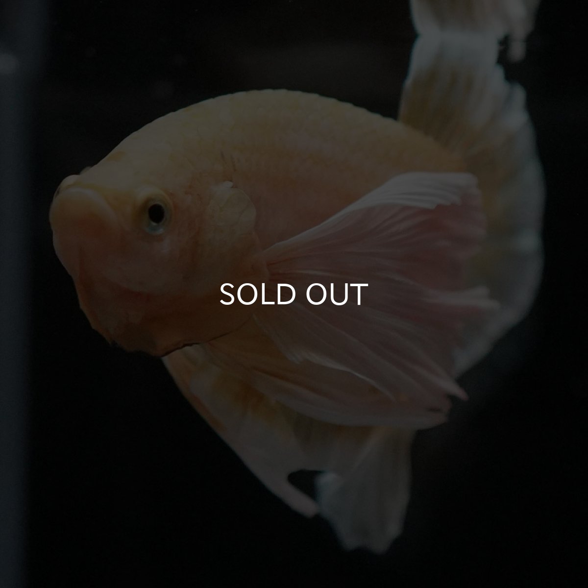 画像8: HMPKダンボ イエローゴールド (8)