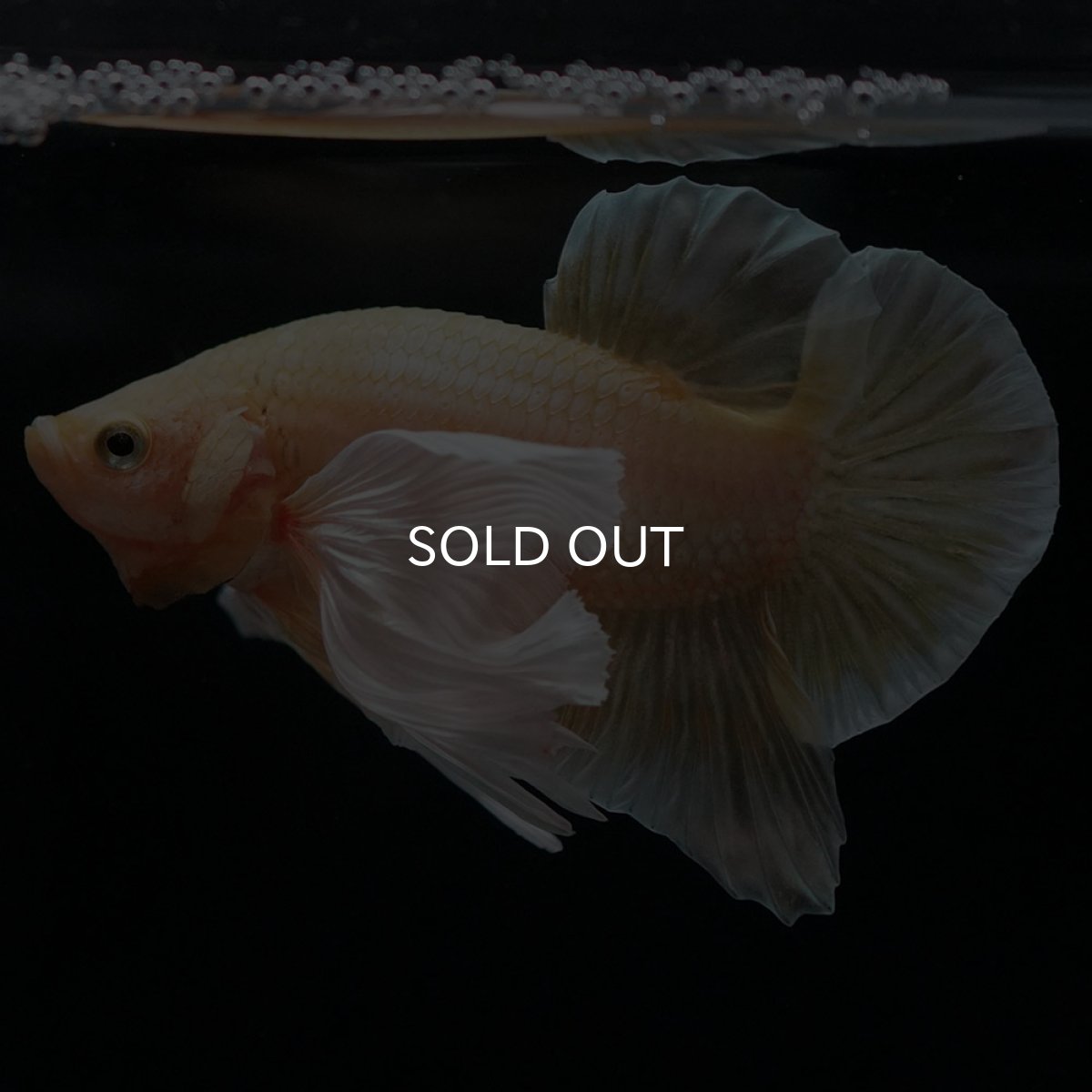 画像2: HMPKダンボ イエローゴールド (2)