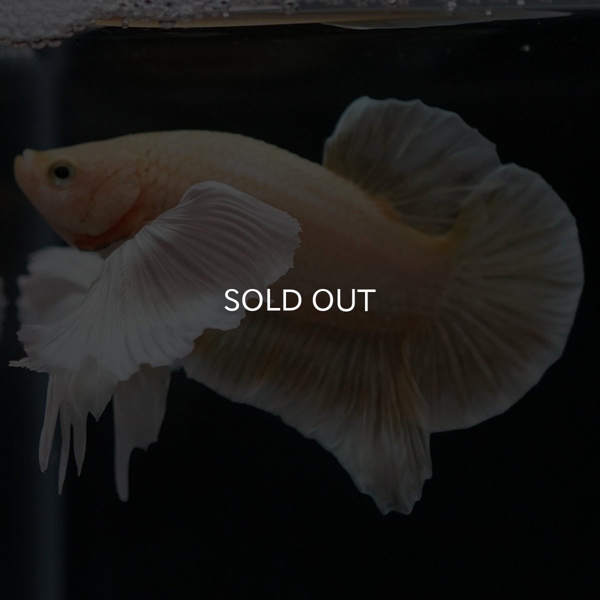 画像7: HMPKダンボ イエローゴールド (7)