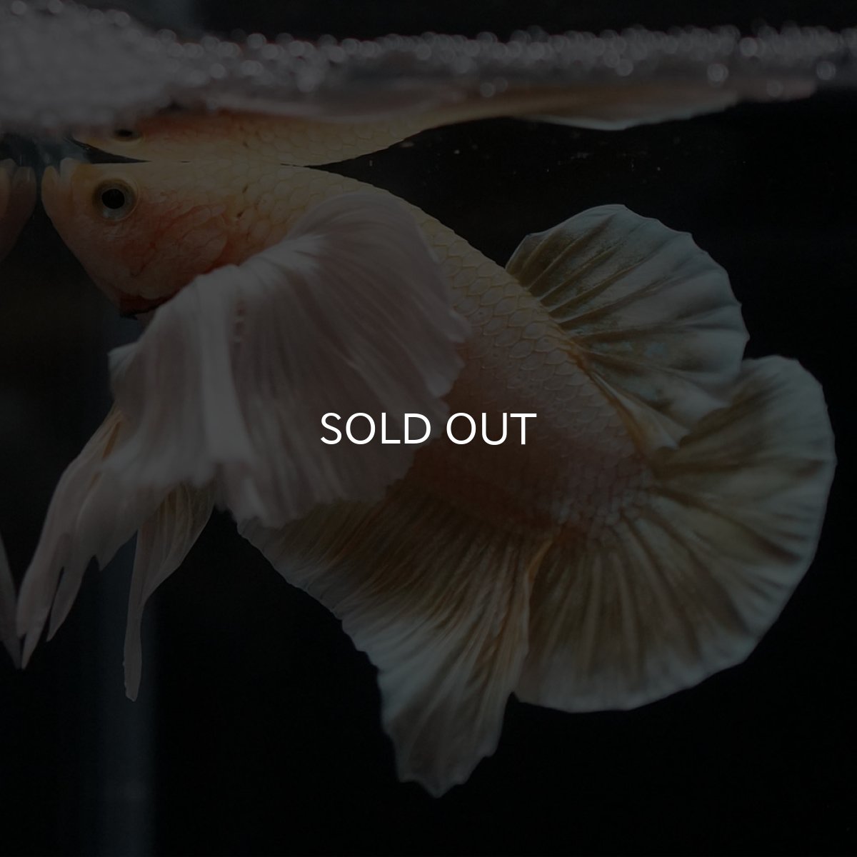 画像4: HMPKダンボ イエローゴールド (4)