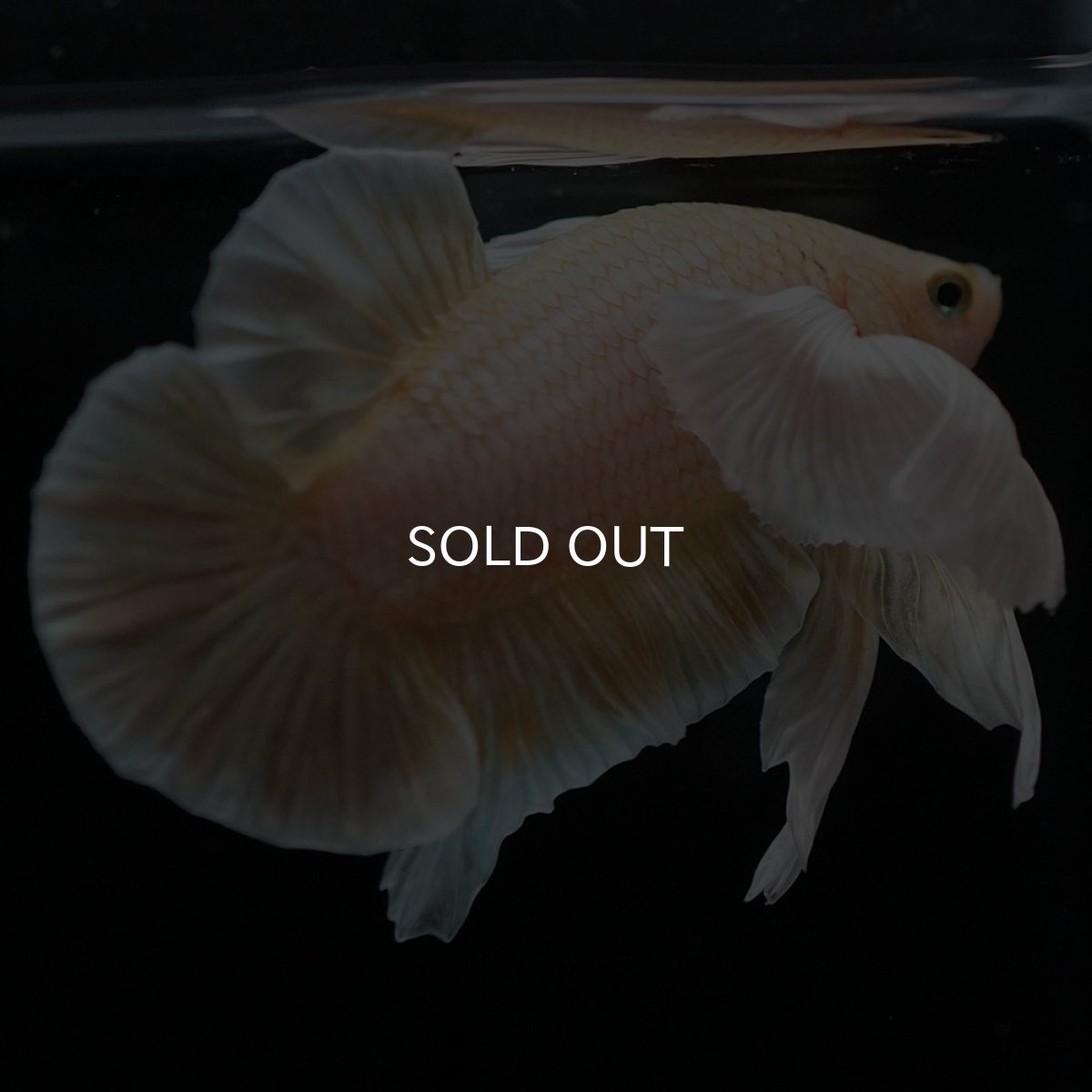 画像6: HMPKダンボ イエローゴールド (6)