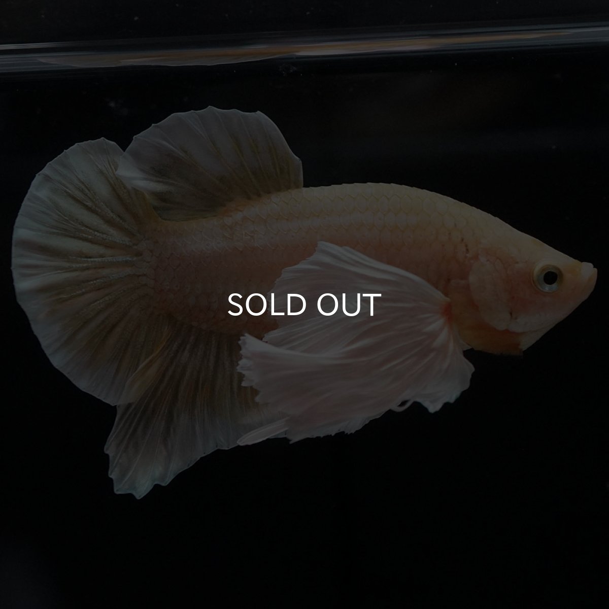 画像3: HMPKダンボ イエローゴールド (3)