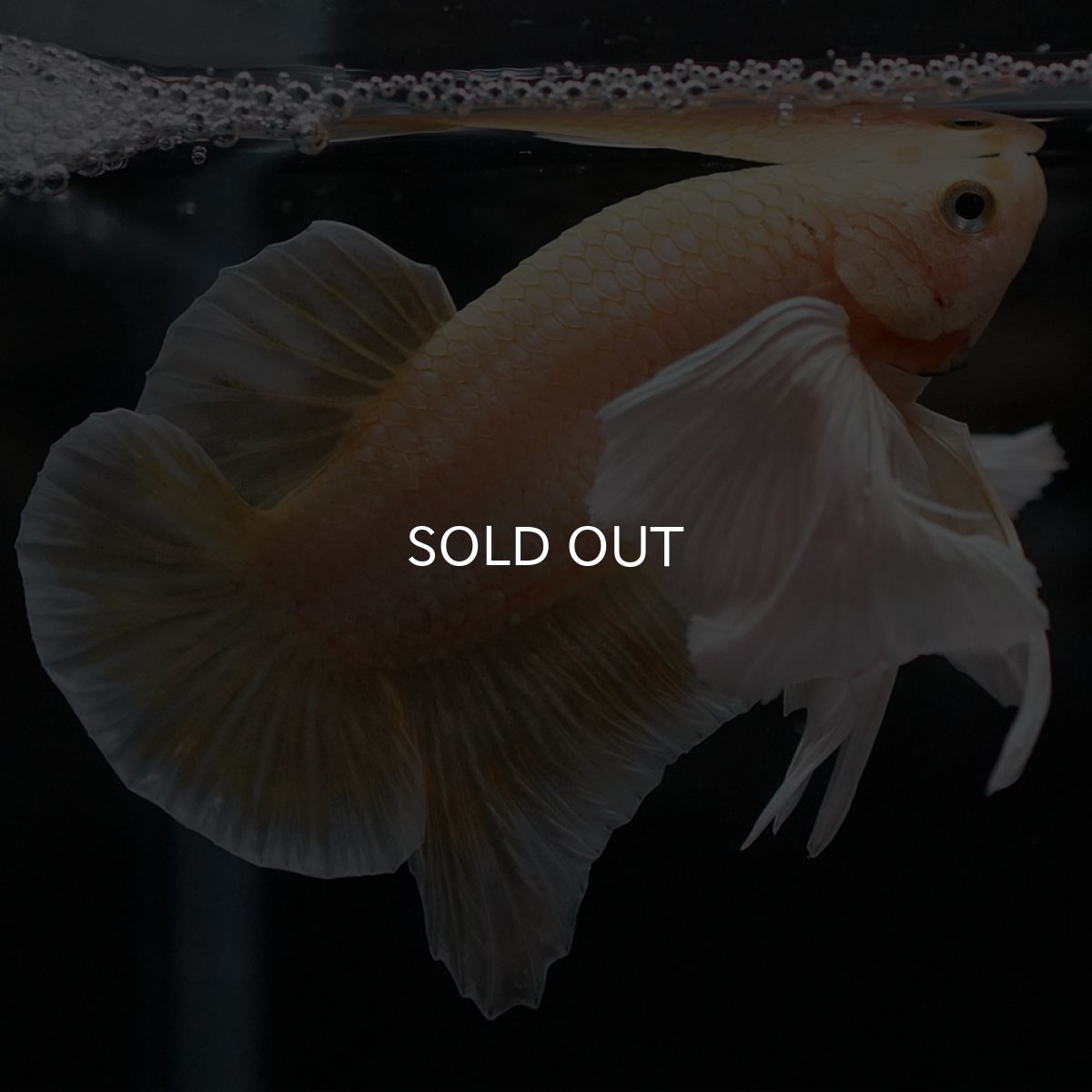 画像5: HMPKダンボ イエローゴールド (5)