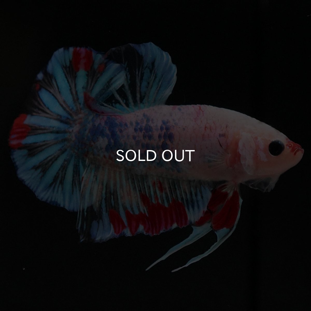 画像6: HMPK ファンシークリア (6)