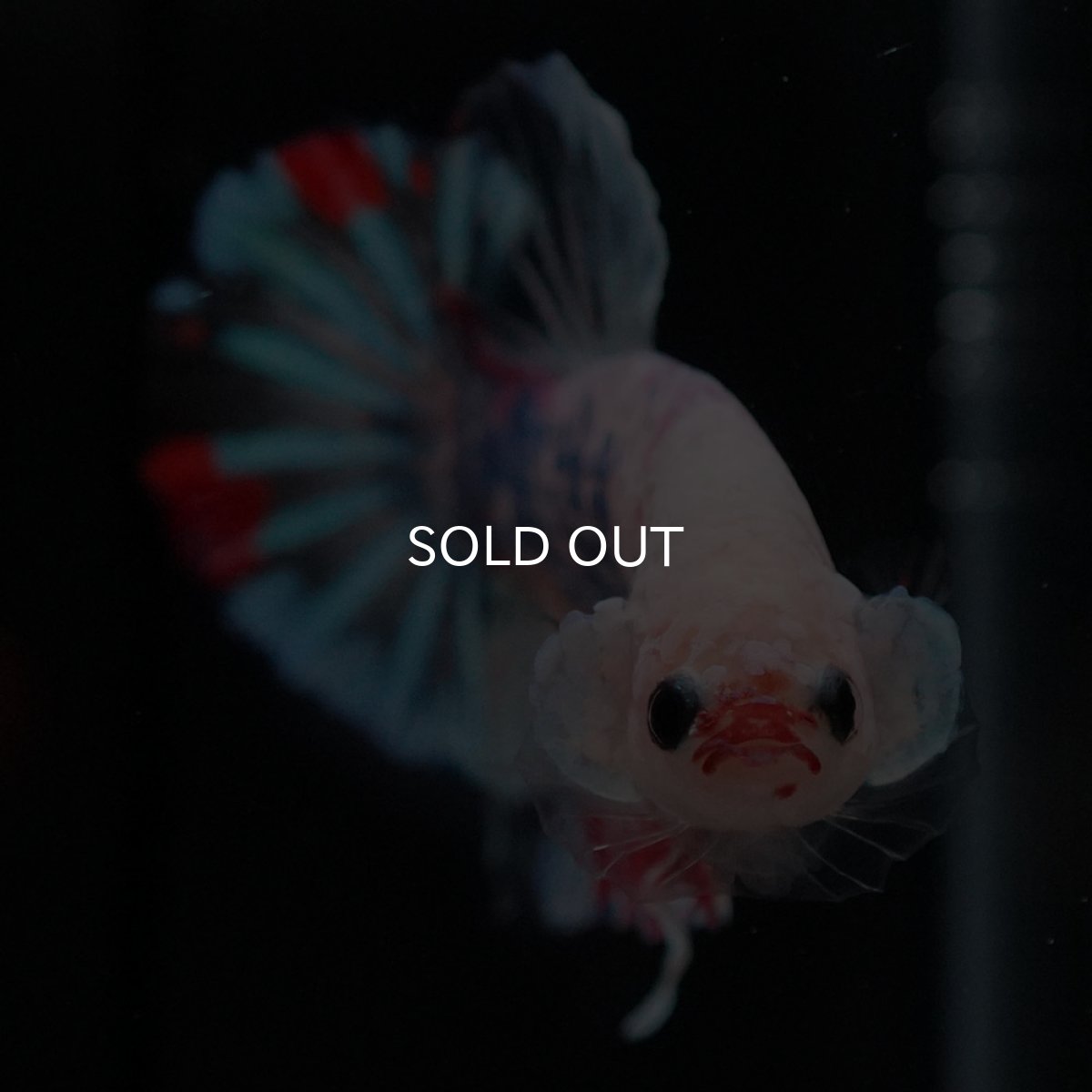 画像3: HMPK ファンシークリア (3)